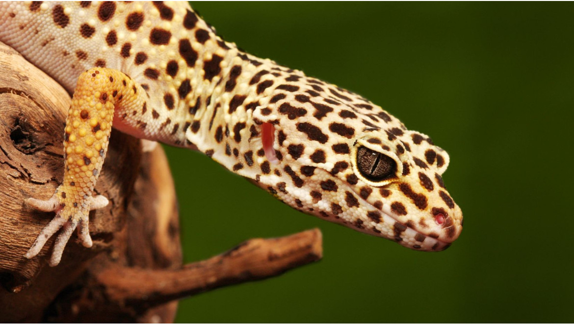 Elever un gecko Léopard Guide pour les débutants FG Reptiles